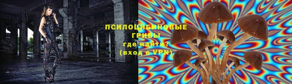 прущие грибы Краснослободск